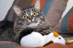 开云体育官网-惊天逆转！马琳关键一锤铸就丹麦传奇