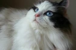 开云体育平台APP-绝境逢生，桃田贤斗点燃赛场，中国队上演惊天逆转