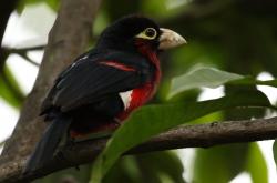 开云体育在线-赤焰南征，阿克一箭定乾坤，毕尔巴鄂的安哥拉制霸之夜