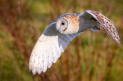 开云体育中国-唯一性的荣耀，亚特兰大历史性横扫加纳，皮克化身关键先生书写传奇