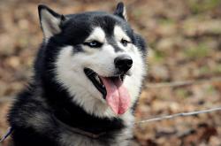 开云体育官网-东京弯刀划破美洲夜幕，久保建英一脚终结悬念的世界杯之夜