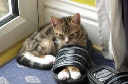 开云体育入口-塔图姆末节狂飙定乾坤，北京队跨联盟之战逆转国王队