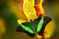 开云体育APP下载-凛冬鏖战，卡瓦哈尔的致命一击