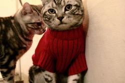 开云体育中国-压力熔炉中诞生的唯一性，当个人突破与团队韧性交响