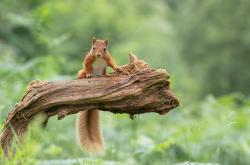 开云体育登录-平行宇宙的逆袭，当新疆队击溃独行侠，杰伦·格林在东决关键战接管比赛