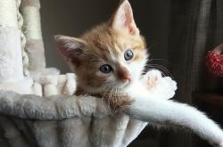 开云体育平台APP-错位的剧本，当米切尔成为绿军与快船之战的唯一主角