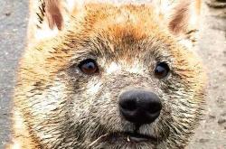 开云sport-唯一性的齿轮，当京多安爆发与皇家社会的一波带走在平行时空中共振