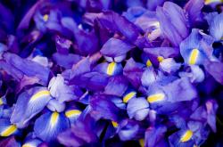 开云体育平台APP-冰火对决，萨卡冷刃封喉，塞维利亚狂焰难融枪手冰心