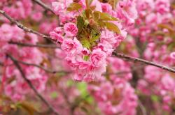 开云sport-跨界交锋！浙江队激战迈阿密，杰伦·格林冷血三分定乾坤