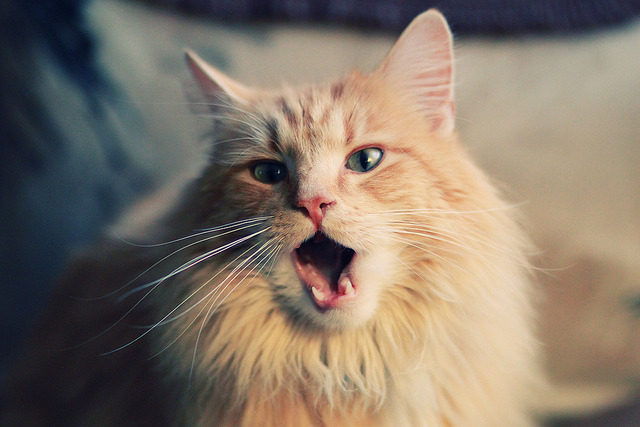 足球逆转与乒乓火焰，藏獒般的体育精神是如何炼成的