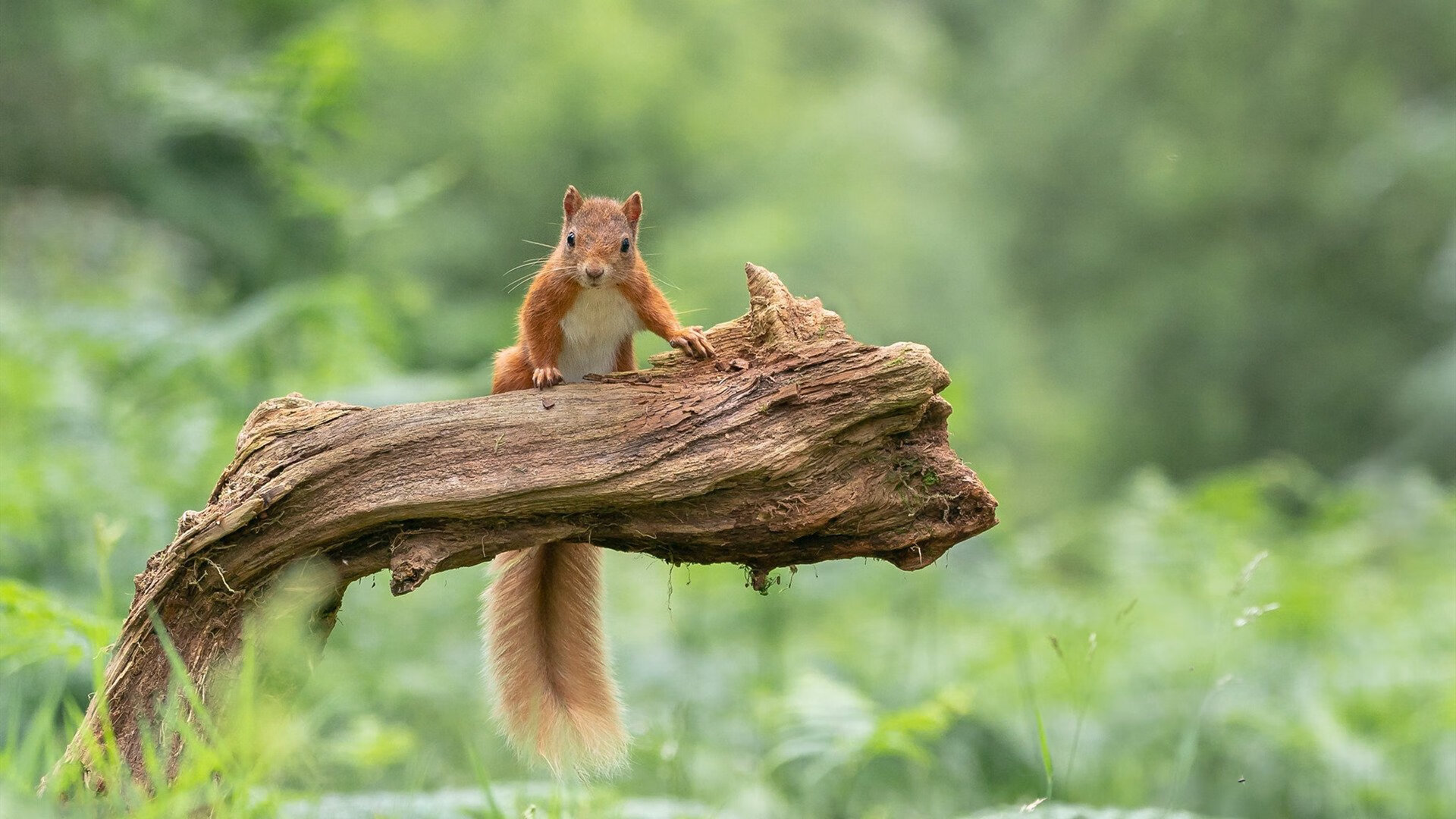 当大场面先生遭遇南美铁壁,解析巴拉圭如何险胜尤文图斯