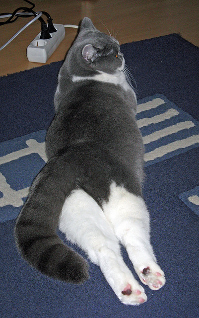 奇迹之名，当世界杯的夜晚只属于克瓦拉茨赫利亚