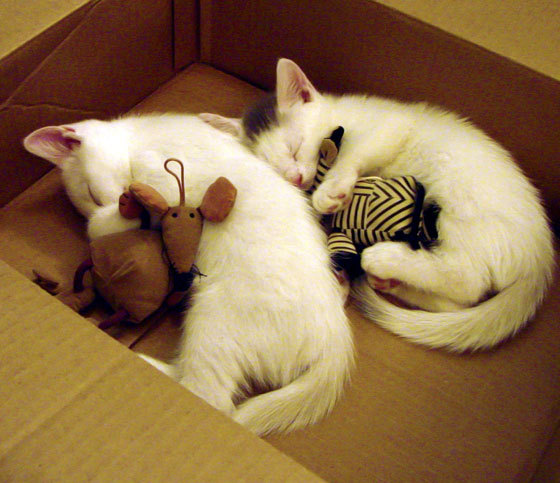 当硬仗之王福克斯遇见南粤风暴,灰熊如何稳稳拿下广东队?