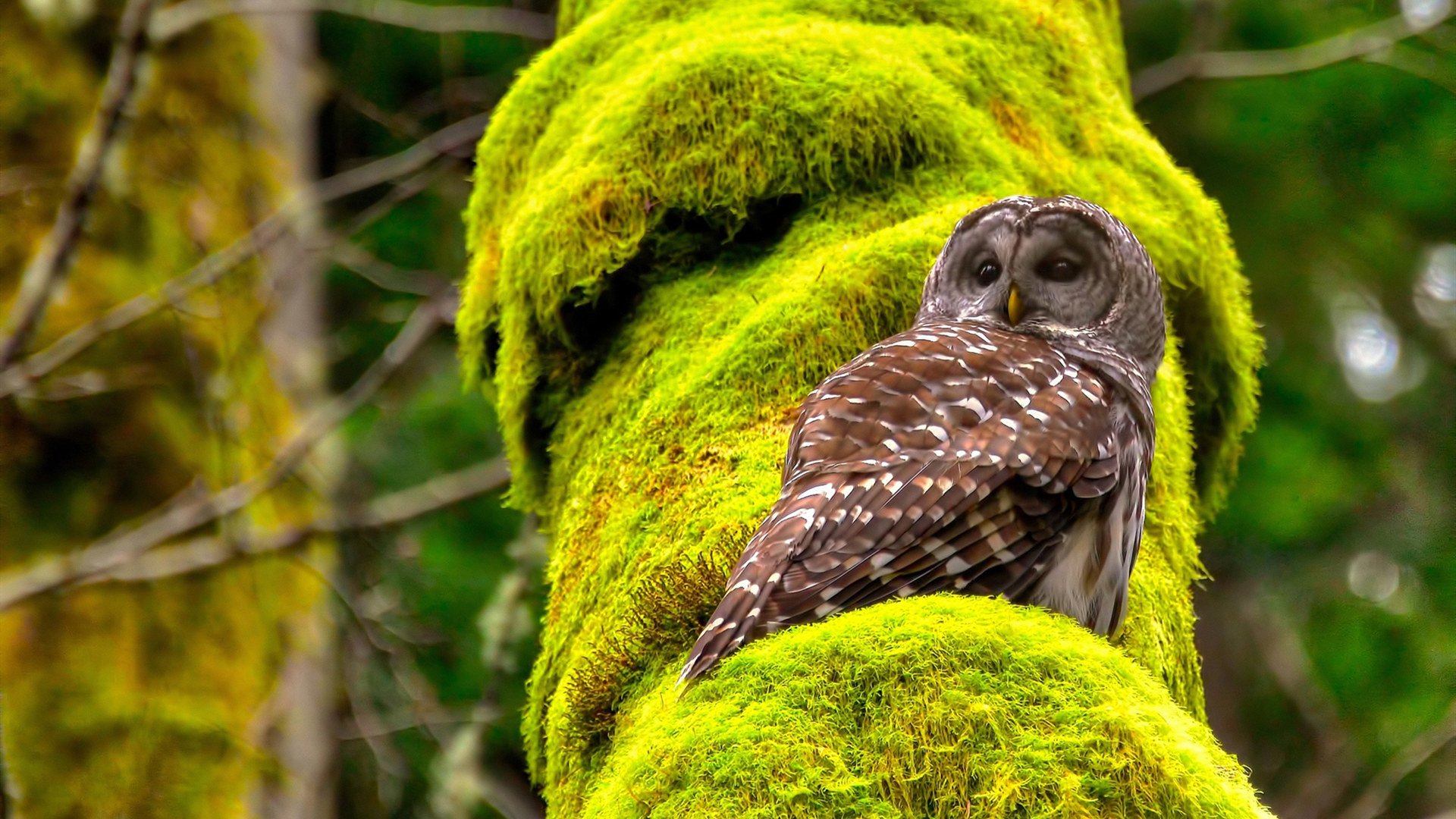 足球圣殿的NBA剧本,哈利伯顿的欧冠决赛夜接管时刻