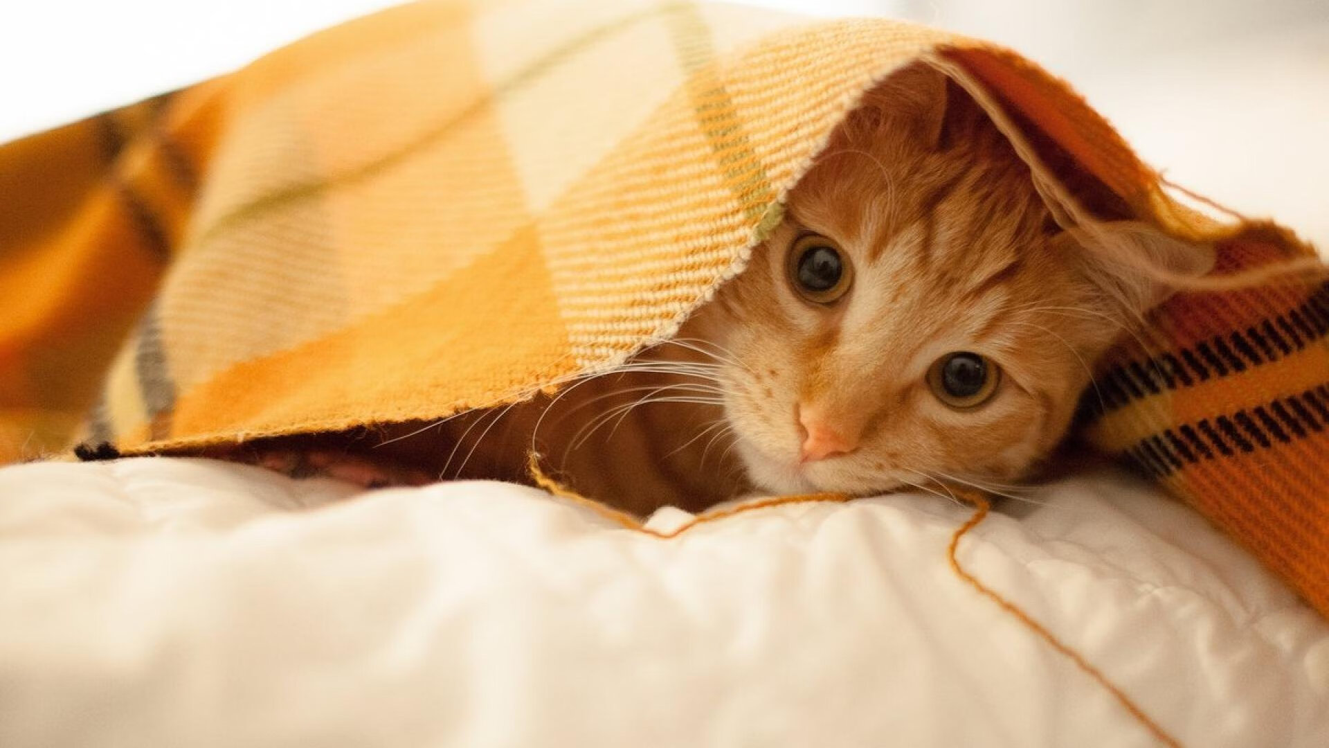 鹰王振翅撕裂北境,老帅落子决胜千里