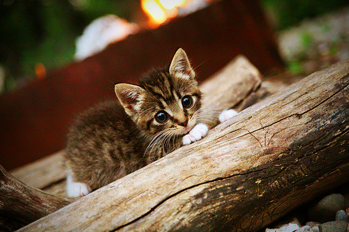球场上的两种神迹,精密战术与孤胆英雄的交响