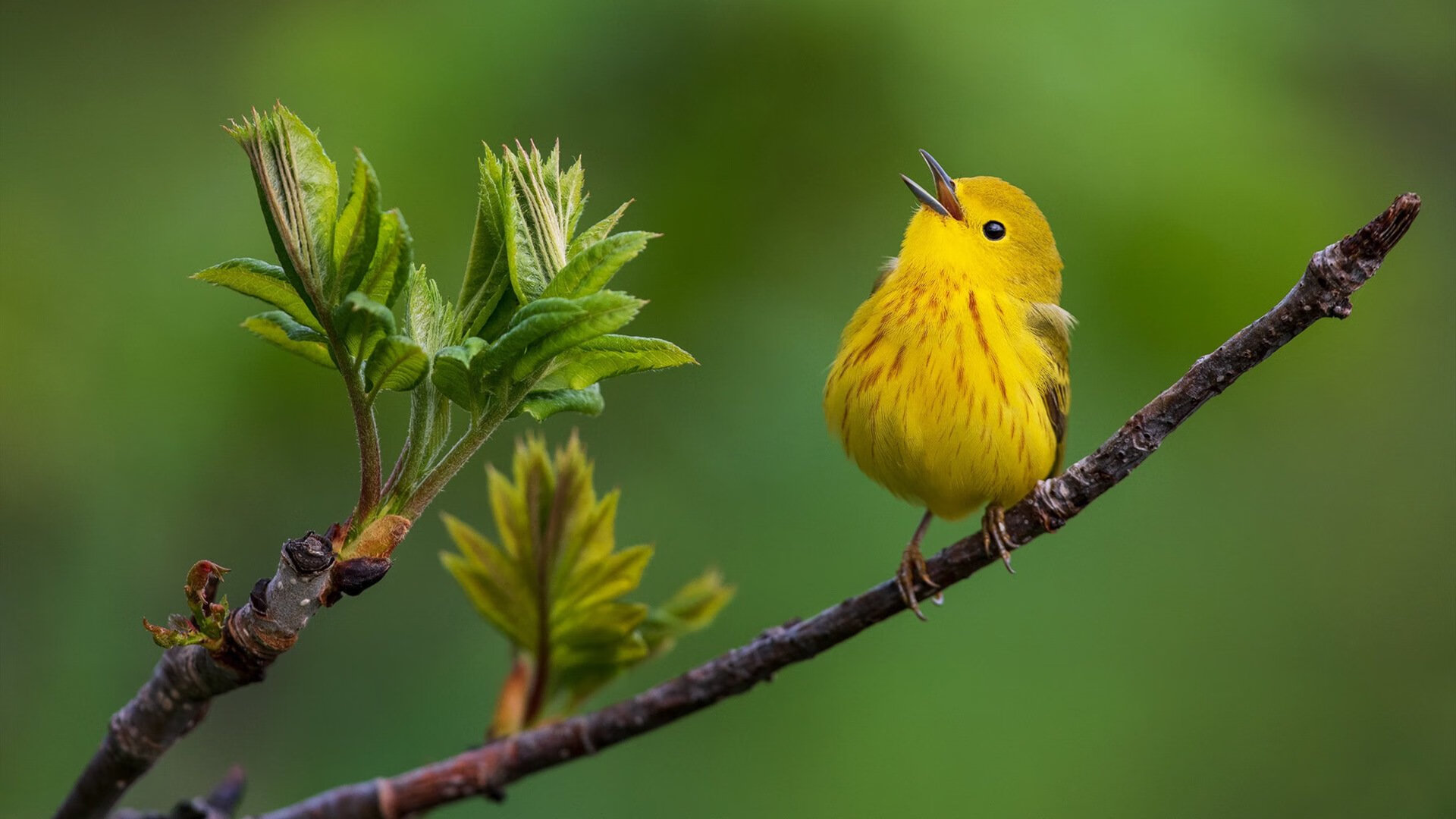 奥运周期前夜的暗涌,雷霆力克公牛,一场锁定未来的战略决战