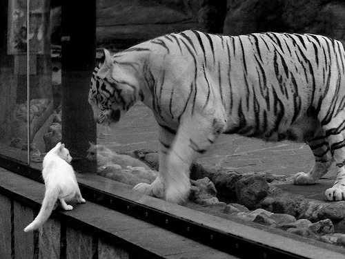 铁壁与利刃—摩洛哥封锁艺术下，迪亚斯一剑封喉改写南美欧洲对抗史