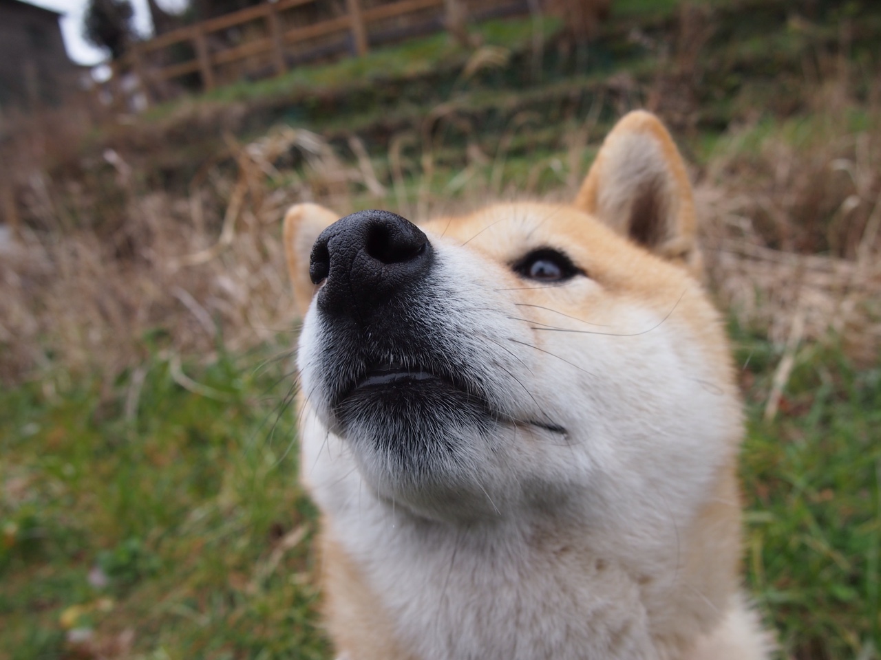霍勒迪铸就铁壁，凯尔特人淘汰赛的无声领袖