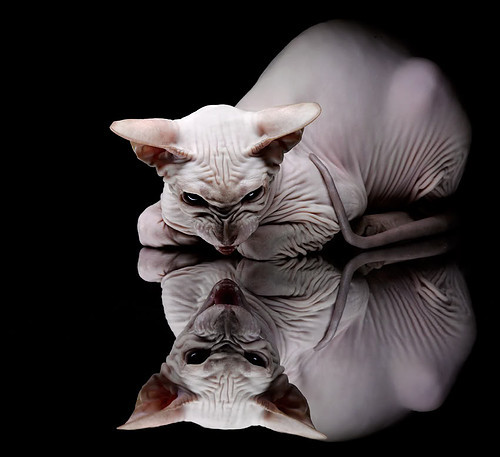 跨界烽烟,当猛龙翅影掠过深圳湾,拉梅洛魔术点燃未知对决