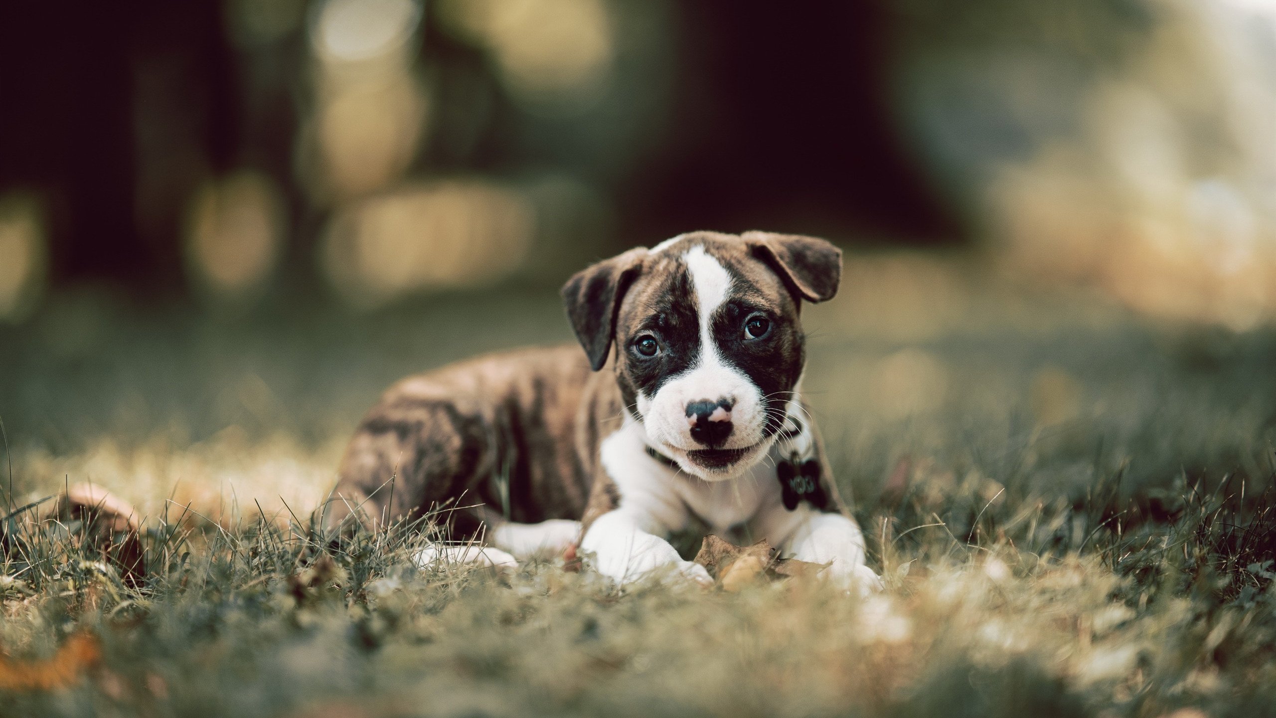 关键先生再度降临!伦纳德导演逆转好戏,快船撕碎奇才翻盘美梦