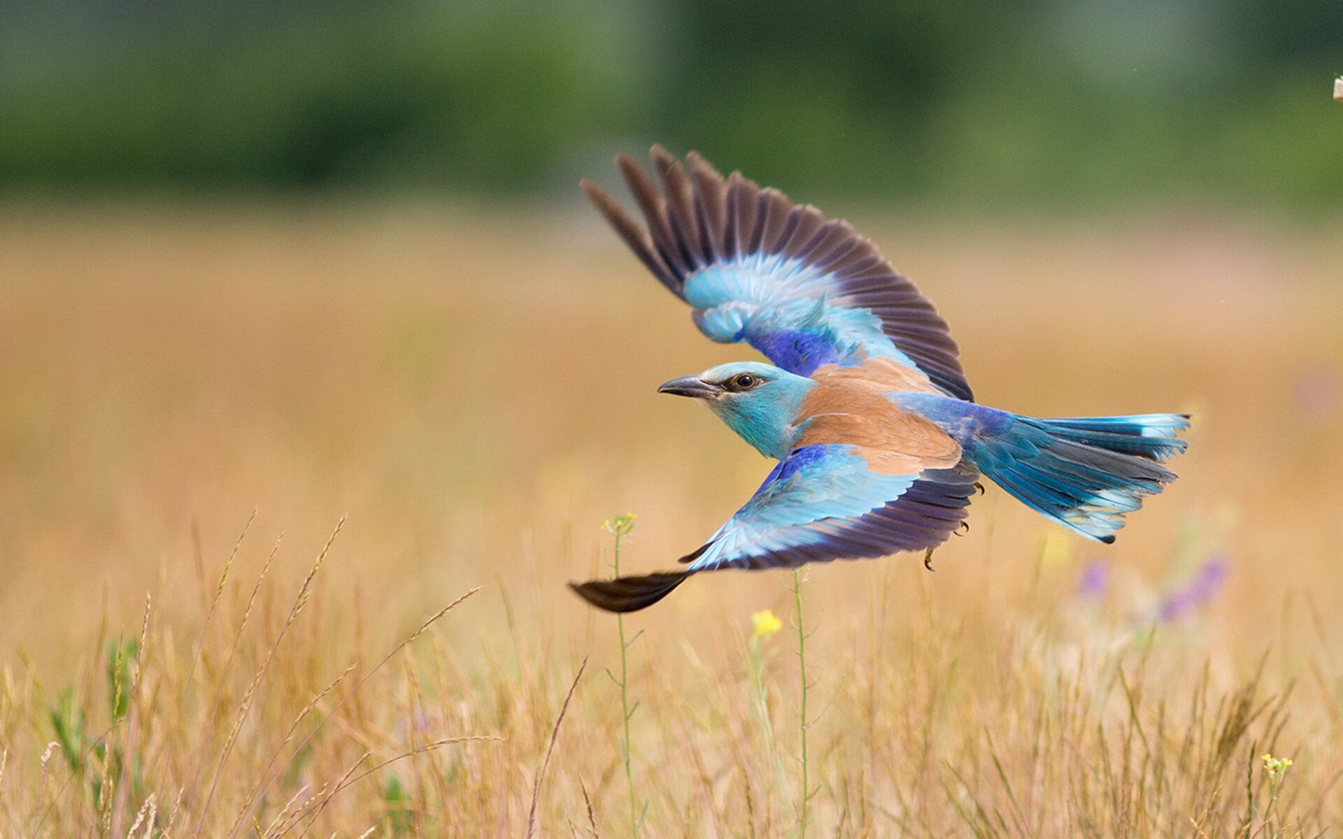 赛道如球场,当F1街道赛的轰鸣遇见莱万的大心脏