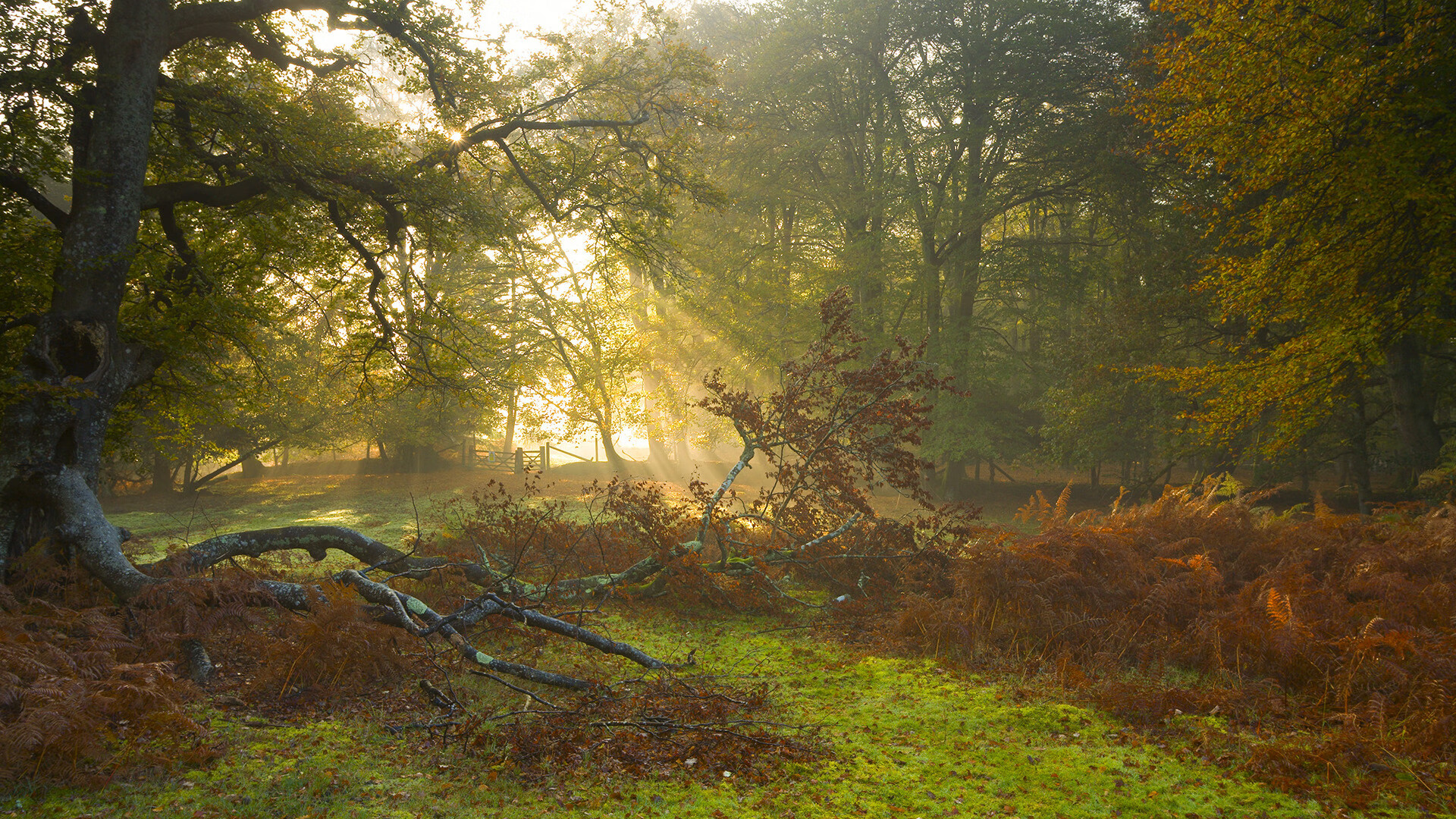 大卫的弓与巨人的盾，当上海队一波带走湖人，西亚卡姆在国家德比接管战场