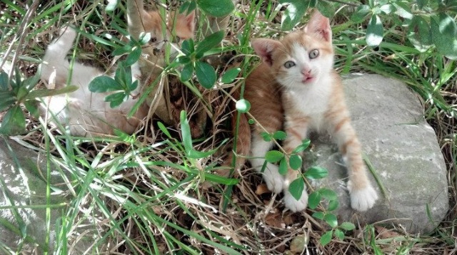 年度焦点之战,卡塔尔沙漠风暴撼动传统—一场定义亚洲足球新纪元的非典型争冠战