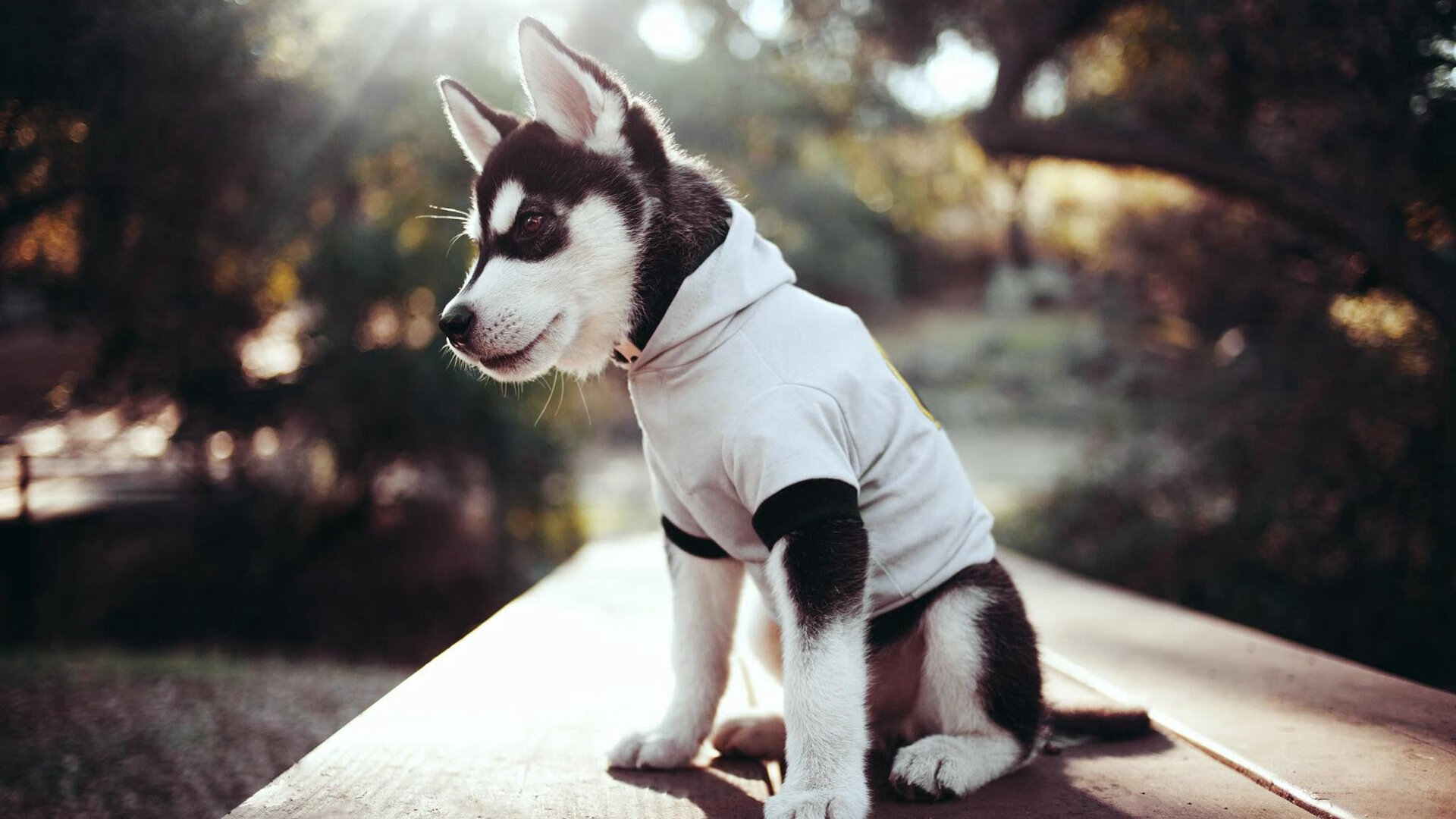 克瓦拉茨赫利亚魔幻舞步撕裂防线，威尔士的无解难题与一场0-3的冰冷答案