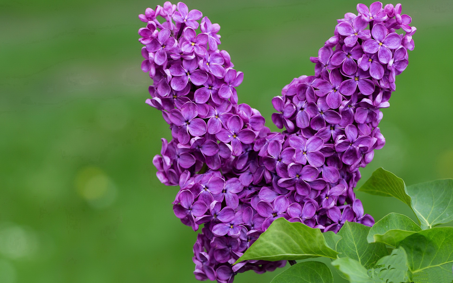 星光破壁垒,当卢卡库在西班牙与尼斯的碰撞中刻下里程碑