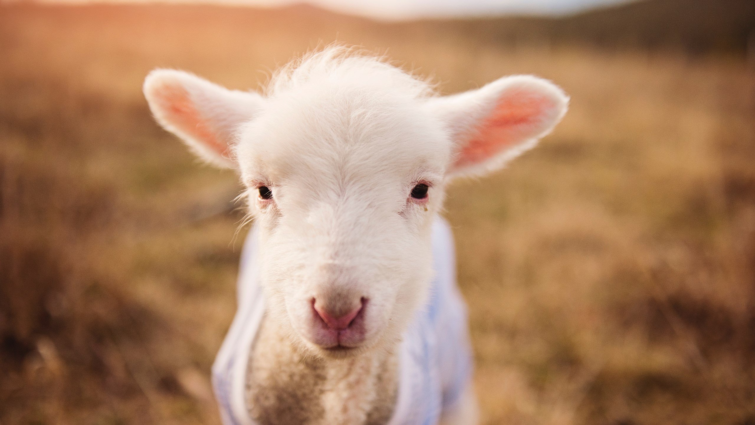 跨洋对决!哈利伯顿冠军级表现降维打击,奇才风暴冲垮广厦堡垒