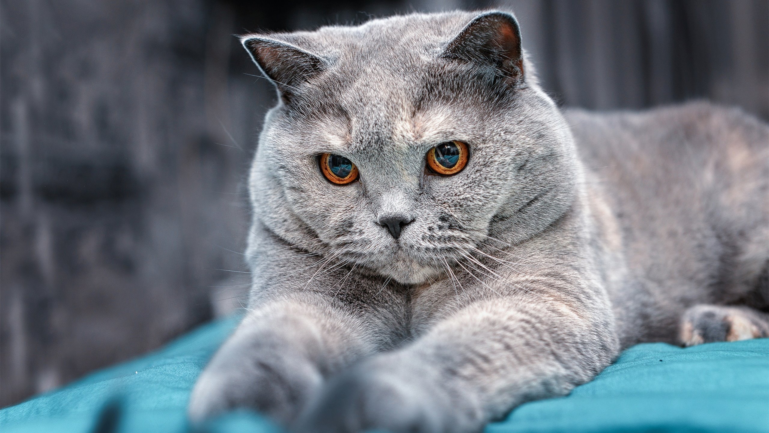 德意志战车浴血拼杀，托马斯·穆勒的绿茵点睛之笔