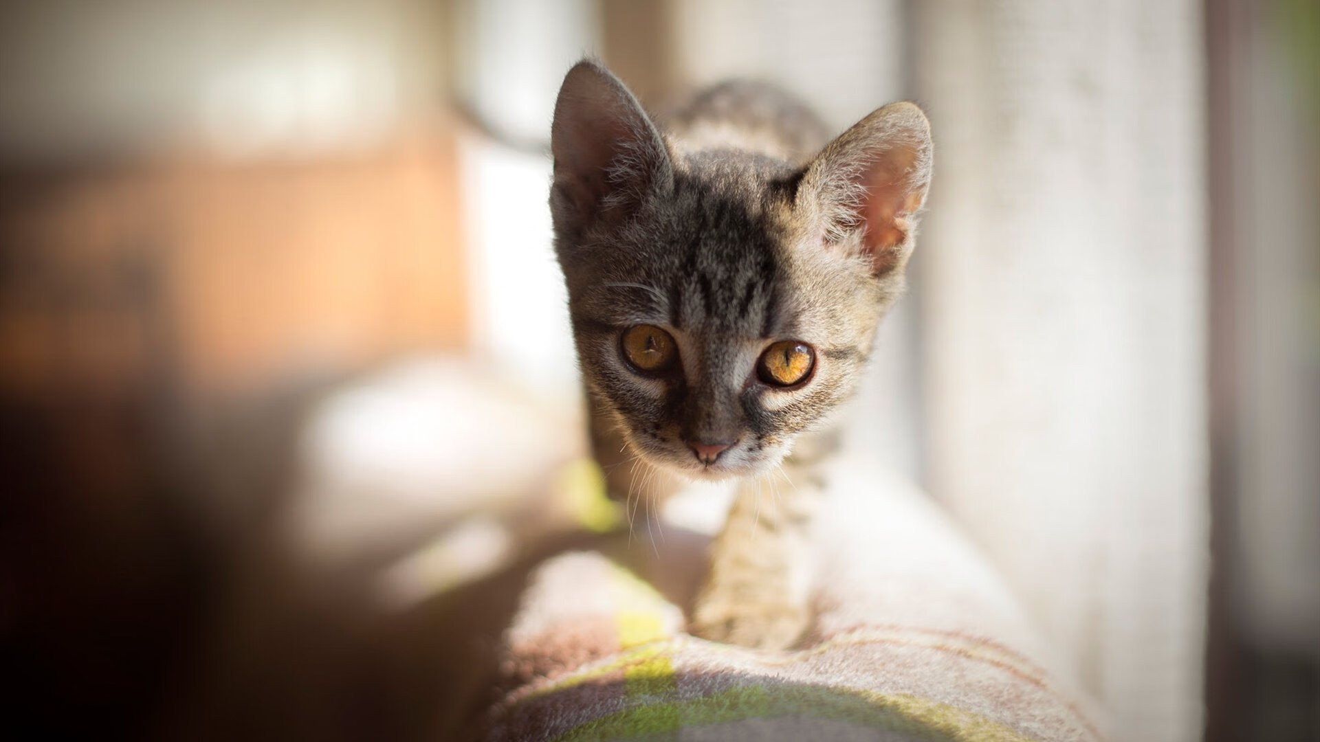 奥运周期关键战之夜，哈登的篮球双重升维